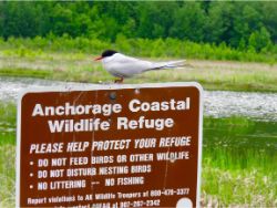 Arctic Tern